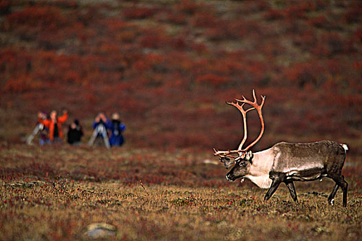 驯鹿属,秋天,苔原,游客,靠近,白鲑,湖,加拿大西北地区,加拿大