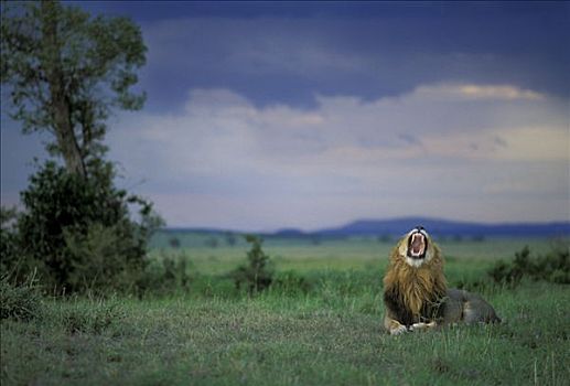 狮子,雷暴,马赛马拉,肯尼亚