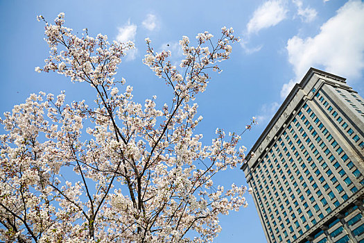 南京和平大厦樱花绽放