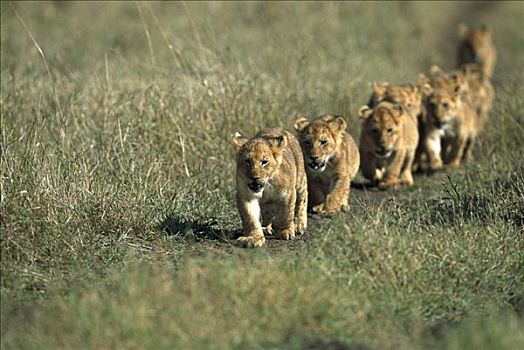非洲狮,狮子,幼兽,走,一起,跟随,非洲,雌狮,自豪,马赛马拉国家保护区,肯尼亚