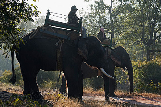 男人,骑,大象,班德哈维夫国家公园,中央邦,印度