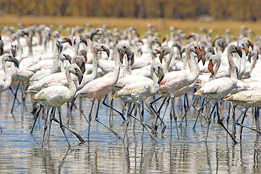 生物群,小红鹳,站立,浅水,幼小,灰色,羽毛,纳库鲁湖,肯尼亚,非洲