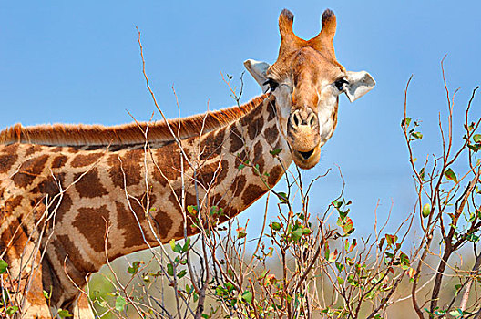 长颈鹿,进食,树叶,克鲁格国家公园,南非,非洲