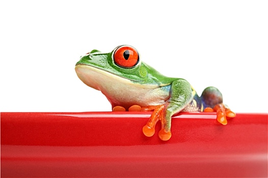 青蛙,红色,容器,隔绝