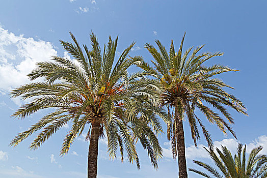 棕榈树,海滩,散步场所,港口,马略卡岛,西班牙,欧洲