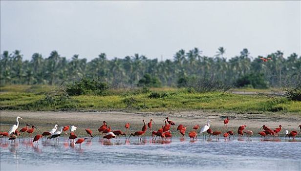 火烈鸟,红鹳科,海岸,委内瑞拉,南美