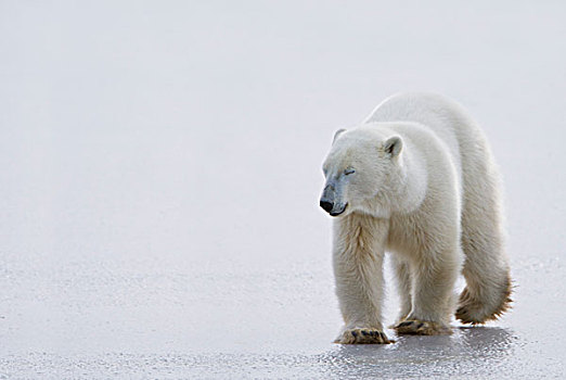 北极熊,走,冰,闭眼,看,温和,平静,丘吉尔市,曼尼托巴,加拿大
