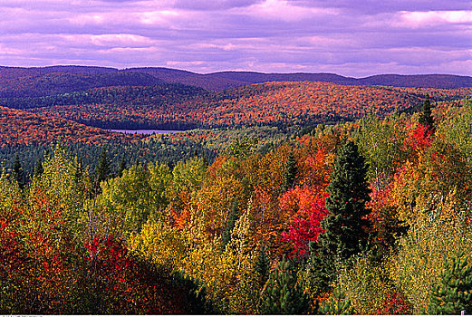 树,山峦,摩利斯,国家公园,魁北克,加拿大
