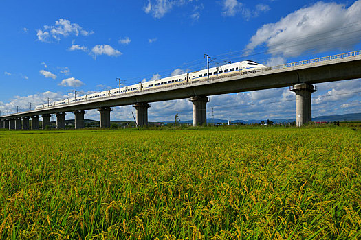 行驶在丰收田野的高铁列车