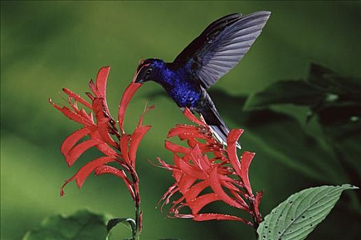 紫罗兰,蜂鸟,进食,授粉,花,蒙特维多云雾森林自然保护区,哥斯达黎加