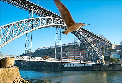 波尔图,桥,海鸥