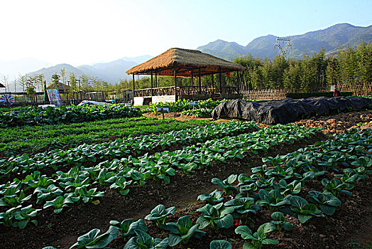 奉化,农庄,田园,乡村