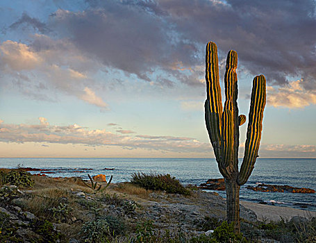 树形仙人掌,巨人柱仙人掌,仙人掌,海滩,卡波圣卢卡斯,墨西哥