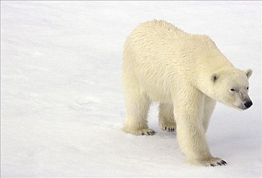 北极熊,斯瓦尔巴特群岛,挪威