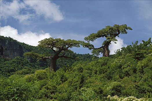 猴面包树,树,法国,山,马达加斯加