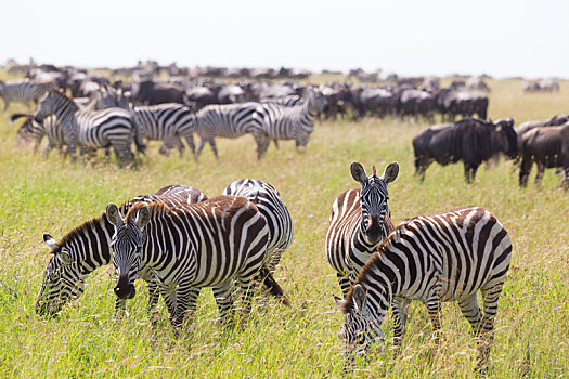 斑马,放牧,塞伦盖蒂国家公园,坦桑尼亚,东非