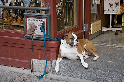 狗,捆绑,正面,商店,魁北克城,魁北克,加拿大