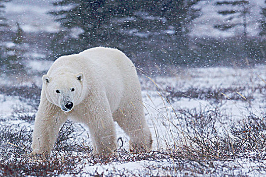 北极熊,走,苔原,靠近,岸边,哈得逊湾,丘吉尔市,曼尼托巴,加拿大