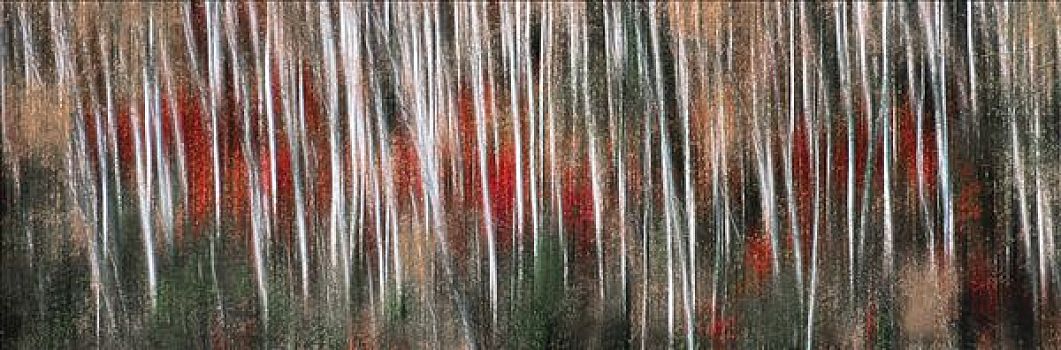 桦树,贝图拉州立公园,树,秋天,明尼苏达