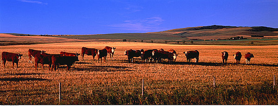 放牧,牛,靠近,艾伯塔省,加拿大