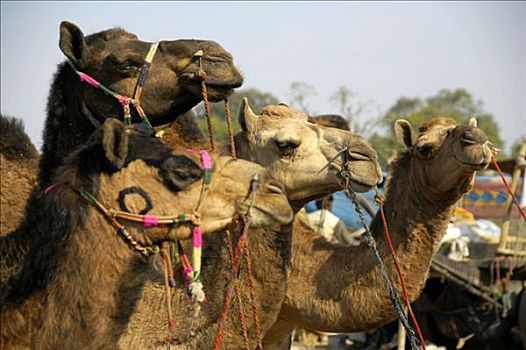 装饰,骆驼,市场,拉贾斯坦邦,印度