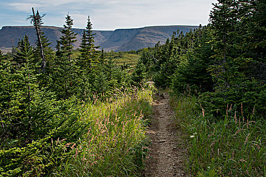 暸望,小路,山,格罗莫讷国家公园,纽芬兰,拉布拉多犬,加拿大