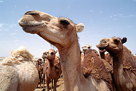 南,突尼斯,单峰骆驼