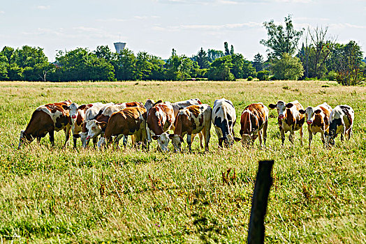 牧群,褐色,白色,母牛,草场,围栏,夏天