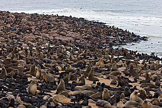 岬角毛海豹,毛海狮,生物群,克罗斯角,纳米比亚