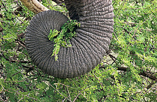 大象,象鼻,东非,坦桑尼亚