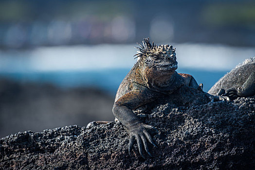 海鬣蜥,日光浴,黑色背景,火山岩