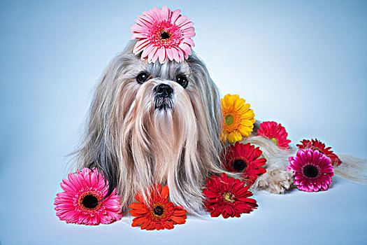 西施犬,狗,卧,花,放松,芳香,概念