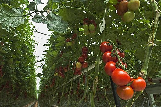 温室,番茄植物,荷兰