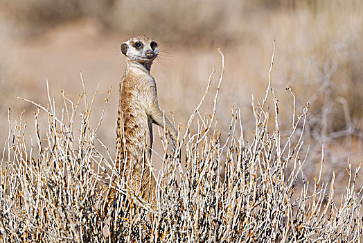 猫鼬,细尾獴属,站立,平衡,中间,灌木,警惕,卡拉哈迪大羚羊国家公园,北开普,南非,非洲