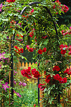 红玫瑰,花园