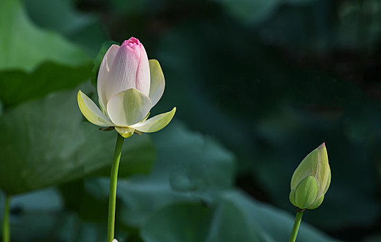 荷花,荷塘