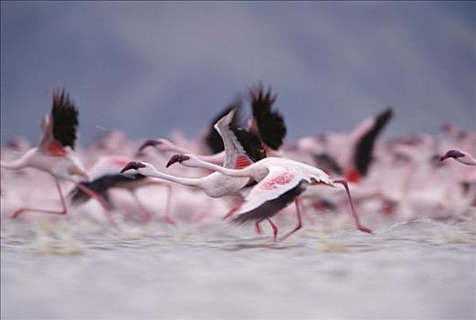 小红鹳,成群,飞起,表面,湖,肯尼亚