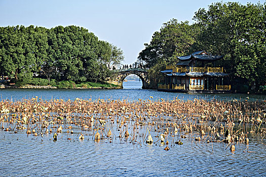 杭州西湖曲院风荷秋景