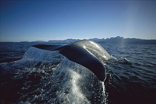 蓝鲸,科特兹海,北下加利福尼亚州,墨西哥
