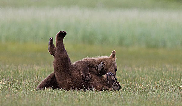 大灰熊,棕熊,一岁,卡特麦国家公园,阿拉斯加