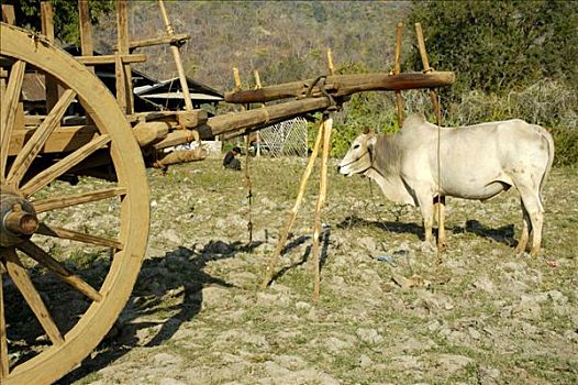牛,木质,手推车,掸邦,缅甸