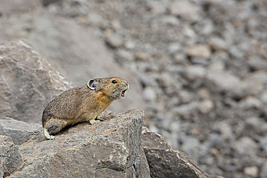 加拿大,艾伯塔省,美洲,鼠兔,石头,栖息,户外,碧玉国家公园