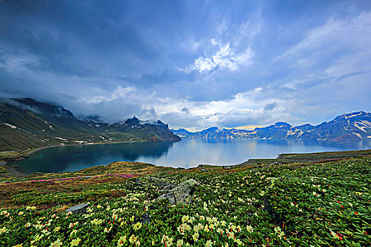 长白山高山花卉