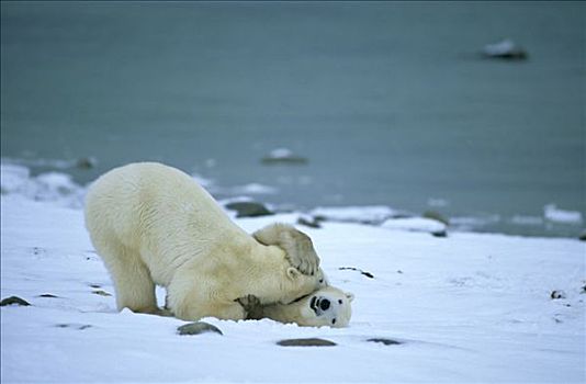 北极熊,一对,打闹,加拿大