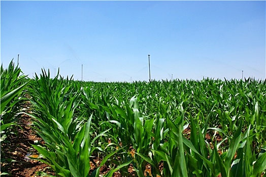 灌溉,绿色,玉米田,农场
