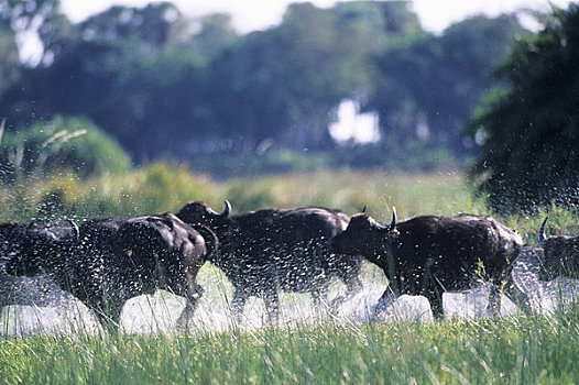 博茨瓦纳,奥卡万戈三角洲,南非水牛,牧群,沼泽
