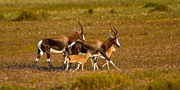 稀有,羚羊,西海角,省,南非