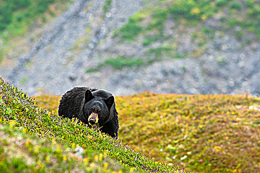黑熊,觅食,浆果,山坡,靠近,小路,出口,冰河,奇奈峡湾国家公园,阿拉斯加,秋天