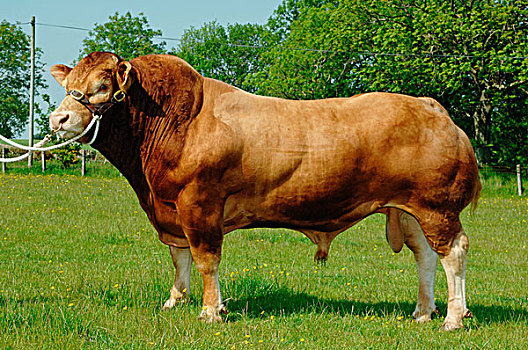 家牛,利莫辛,缰绳,站立,地点,英格兰,欧洲
