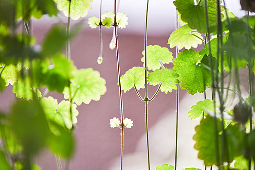 绿色植物